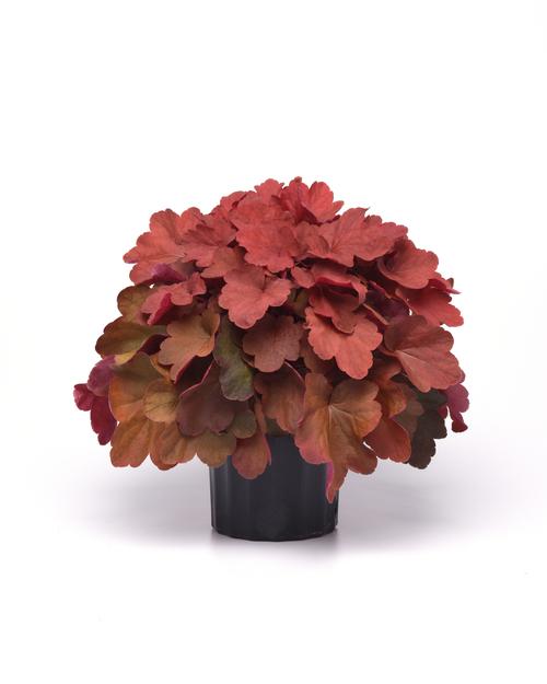 Heuchera 'Carnival™ Cinnamon Stick'