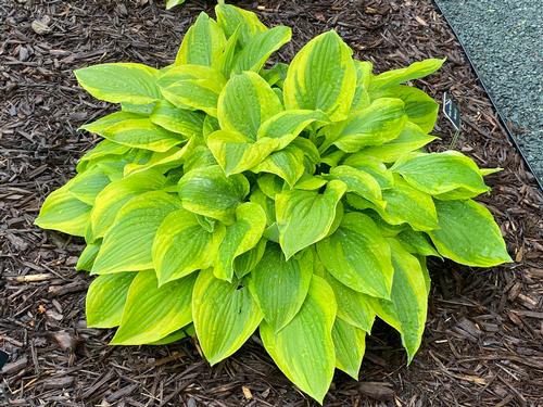 Hosta 'Summer Lovin'