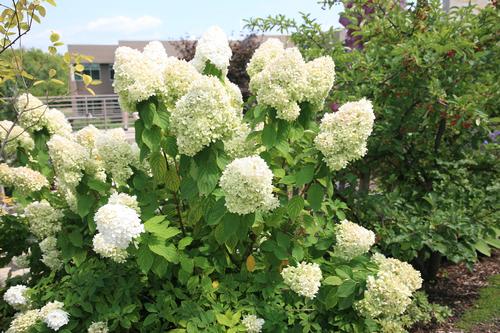 Hydrangea paniculata 'Limelight'