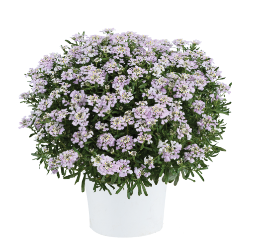Iberis First Flush™ Lavender