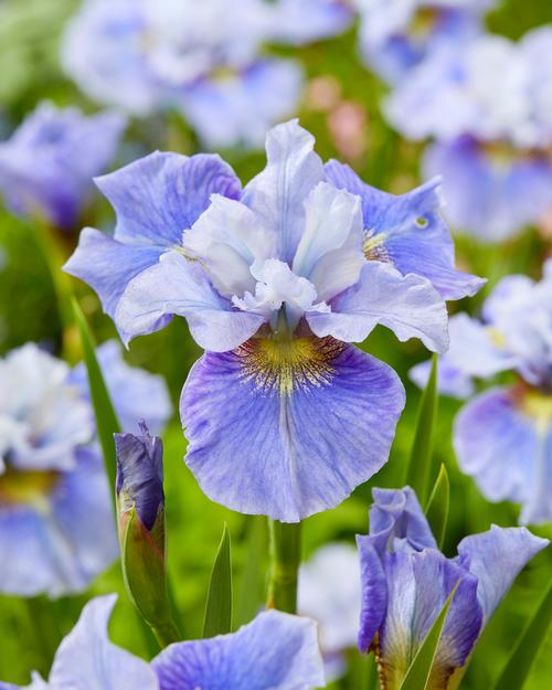 Iris siberica 'Peacock Butterfly™ Mission Bay'
