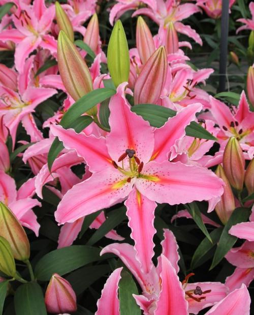 Lilium - Oriental Lily 'Royal Pink'