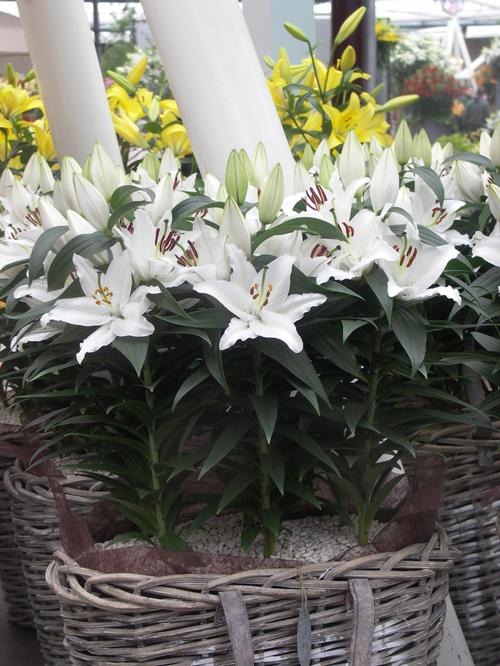 Lilium - Oriental Pot Lily Looks™ 'Sunny Bahamas'