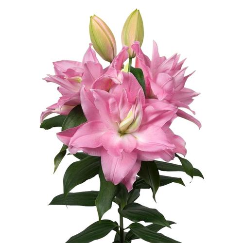 Lilium - Oriental Lily Double Flowering 'Roselily™ Editha'