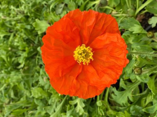 Papaver nudicaule 'Champagne Bubbles Orange'