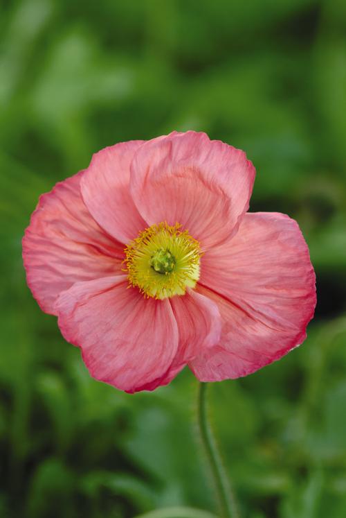 Papaver nudicaule 'Champagne Bubbles Pink'