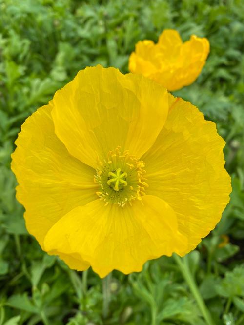 Papaver nudicaule 'Champagne Bubbles Yellow'