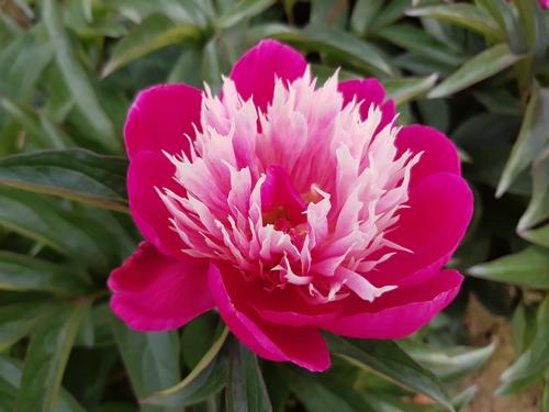 Peony 'Fantastic'