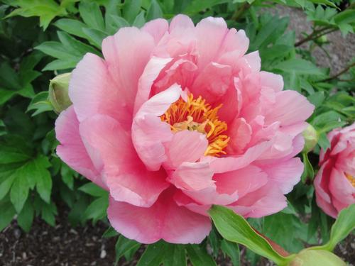 Peony ITOH 'Pink Double Dandy'