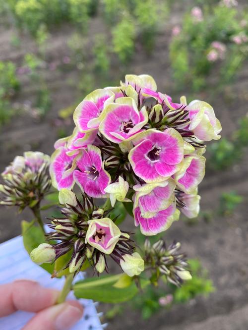 Phlox Tall Garden paniculata 'Orchid Yellow'