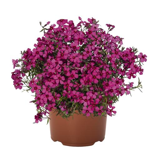 Phlox subulata 'Spring® Scarlet'