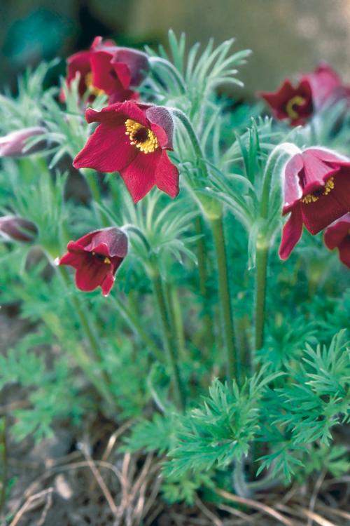 Pulsatilla vulgaris 'Red Bells'