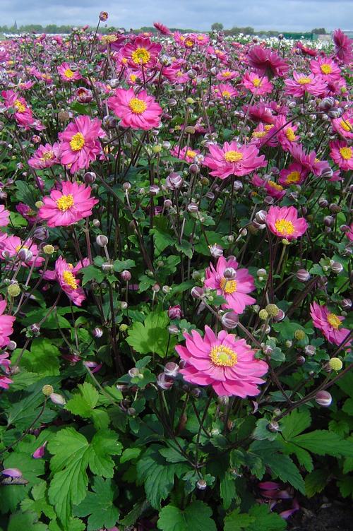 Anemone 'Pamina'