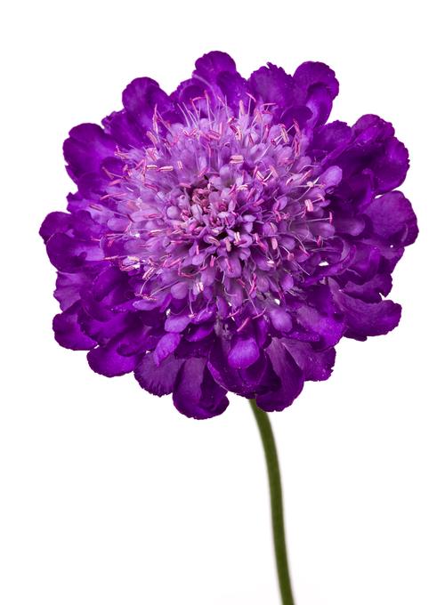 Scabiosa columbaria 'Giga® Blue'