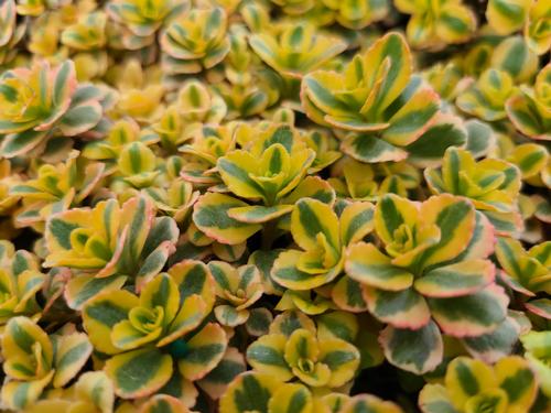 Sedum Low Growing/Ground Cover spurium 'What a Doozie'