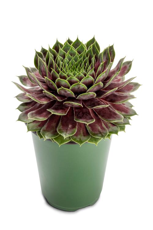 Sempervivum 'SuperSemp® Jade'