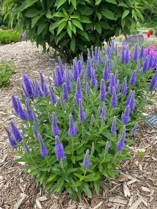 Veronica longifolia 'Skyward™ Blue'