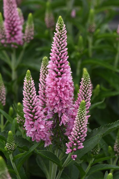 Veronica longifolia 'Skyward™ Pink'