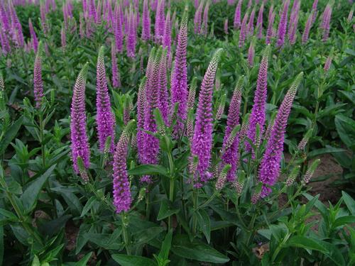 Veronica 'Purpleicious'