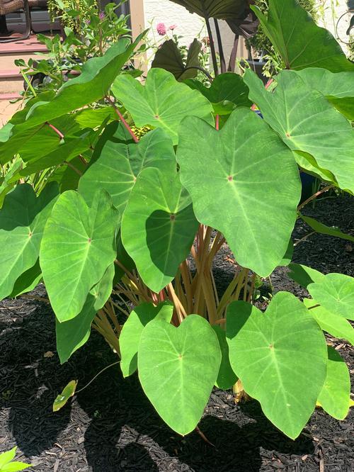 Elephant Ears - Colocasia 'Polargreen™'