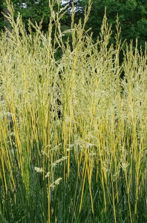 Festuca 'Glow Sticks'