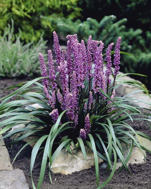 Liriope 'Purple Explosion'