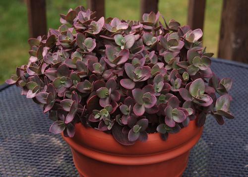 Sedum SunSparkler® Series 'Cherry Tart'