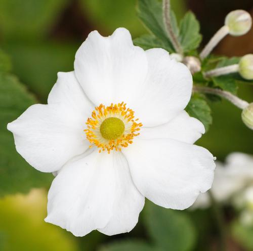 Anemone 'Honorine Jobert'