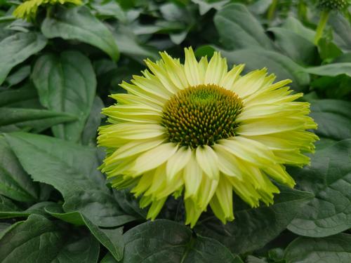 Echinacea 'SunSeekers Apple Green'