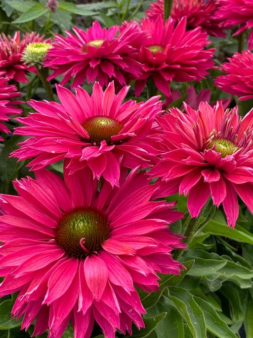 Echinacea 'SunSeekers Sweet Fuchsia'