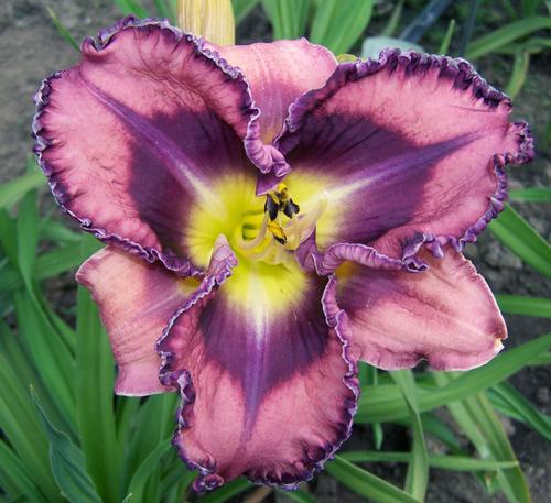 Hemerocallis 'You've Got Soul'