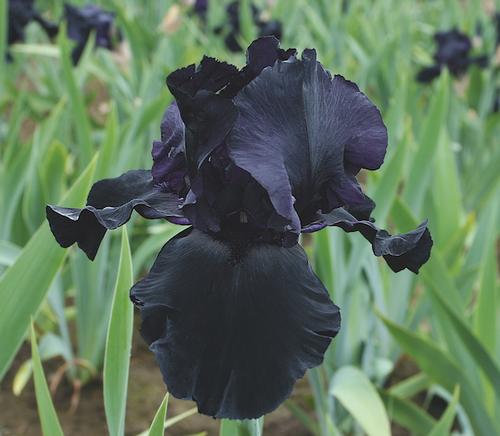 Iris germanica 'Blackwater'