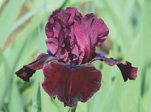 Iris germanica 'Neptune's Wine'