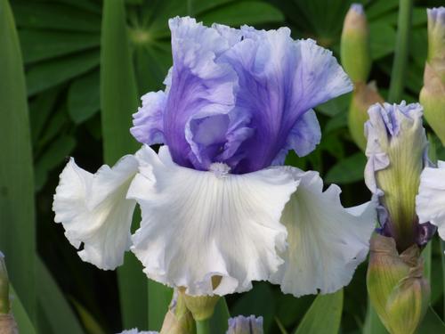 Iris germanica 'Wintry Sky'