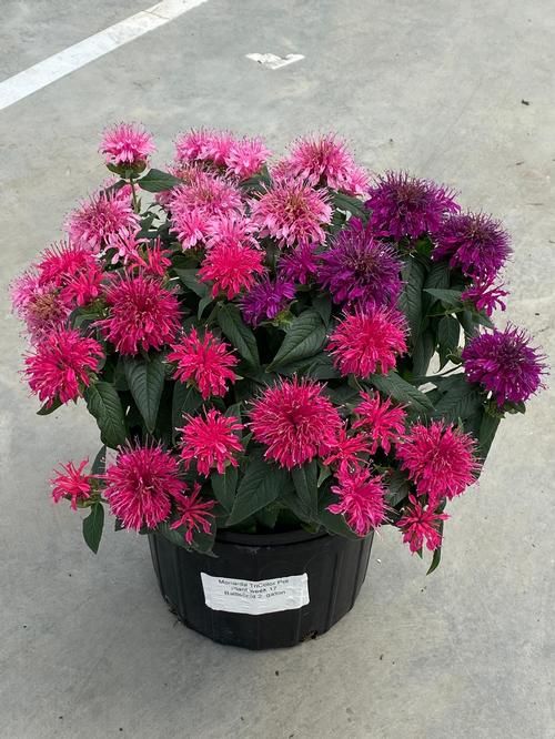 Monarda didyma 'Balmy™Tri Color'