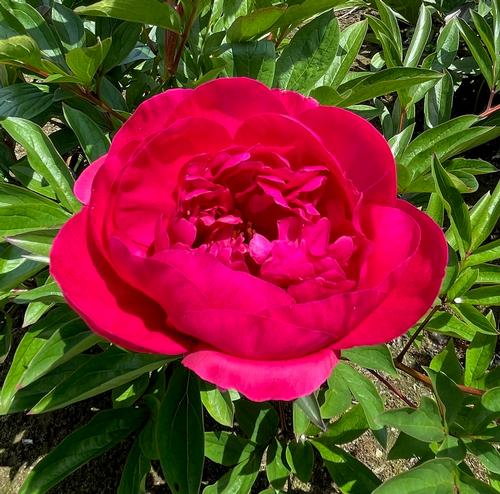 Peony Big Ben