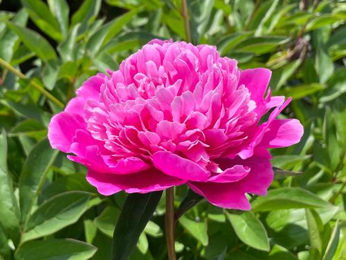 Peony 'Pink Pompadour'