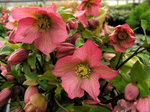 Helleborus 'WALBERTON'S® Rosemary'