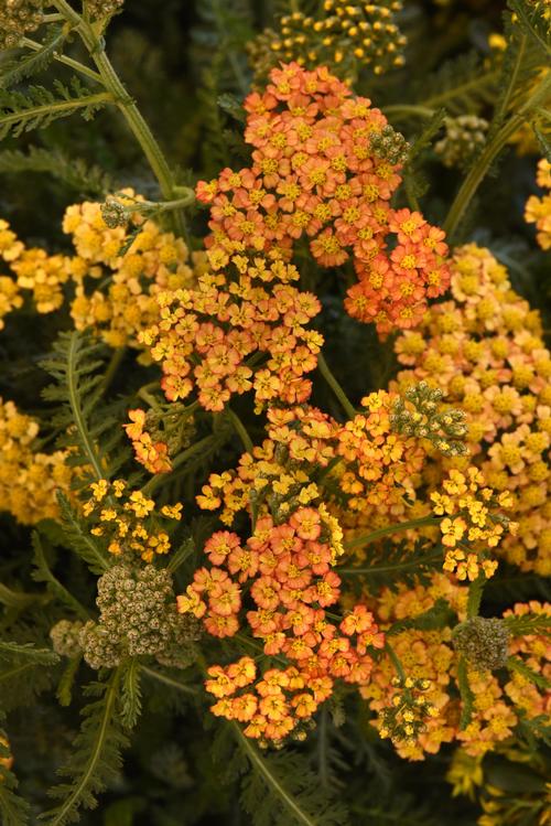 Achillea millefolium 'Milly Rock™ Yellow Terracotta'