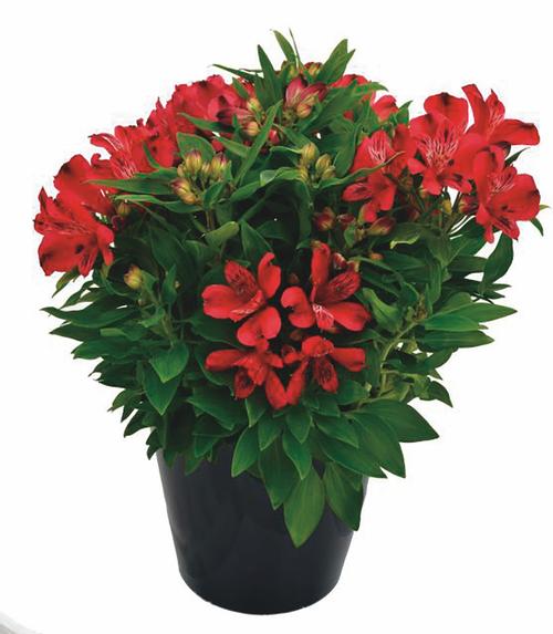 Alstroemeria 'Inca Lolly®'