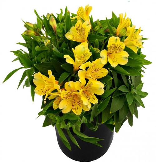 Alstroemeria 'Inca Rio®'