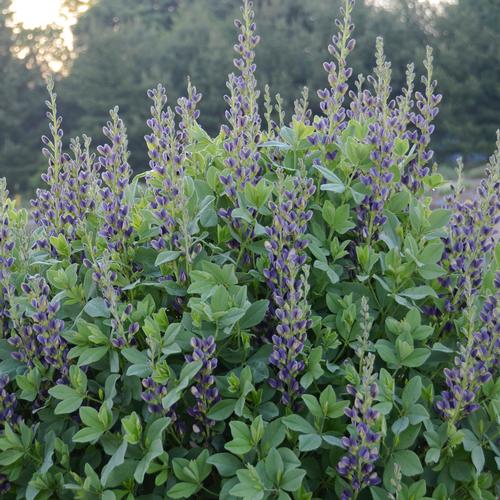 Baptisia australis 'Indigo Spires'