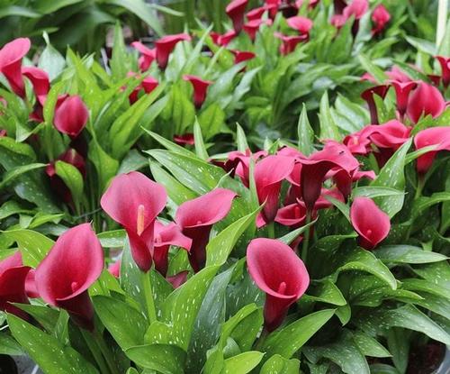 Calla 'Royal Valentine®'