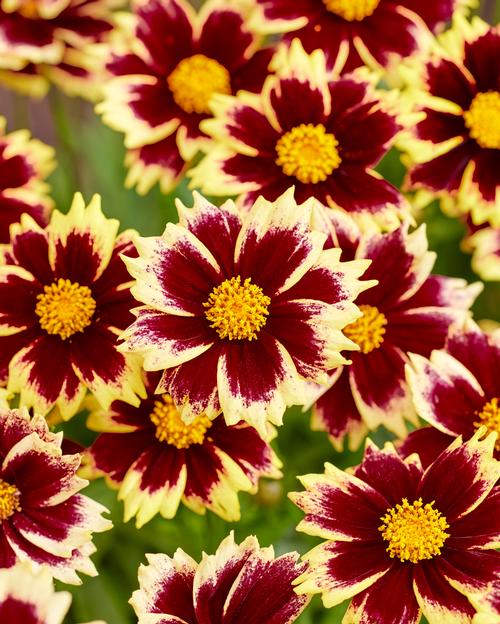 Coreopsis grandiflora 'Solar Fancy'