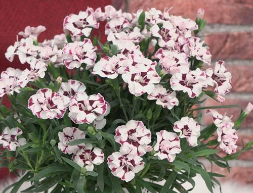 Dianthus 'Everlast™ Cherry Swirl'