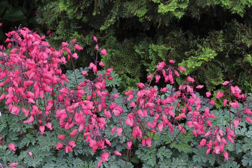 Dicentra 'AMORE™ Rose'