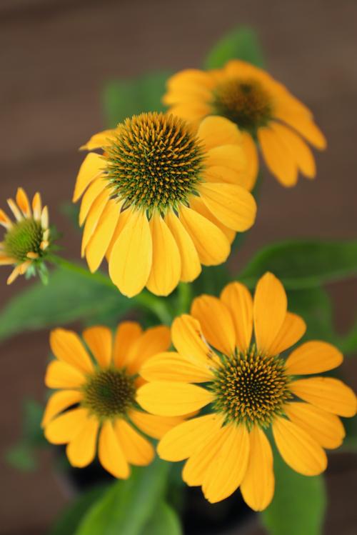 Echinacea purpurea 'PollyNation™ Yellow'