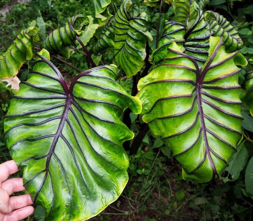 Elephant Ears Colocasia Pharaoh's Mask