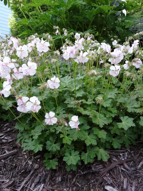 Geranium cantabrigiense 'St. Ola'