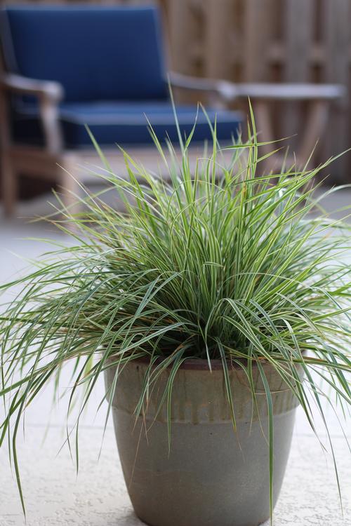 Calamagrostis acutiflora 'Hello Spring®'